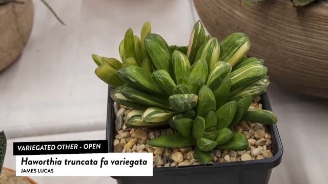 Succulents Identification: Haworthia Trunucata fa variegata смотреть онлайн