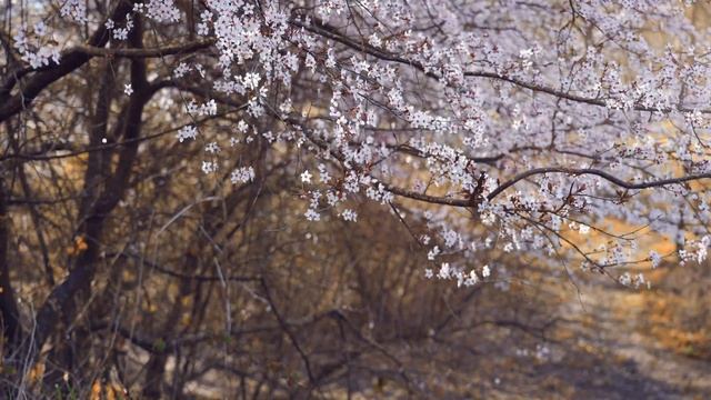 RELAX SAKURA CEREJEIRA MUSICA #relax #sakura #cerejeira #music смотреть онлайн