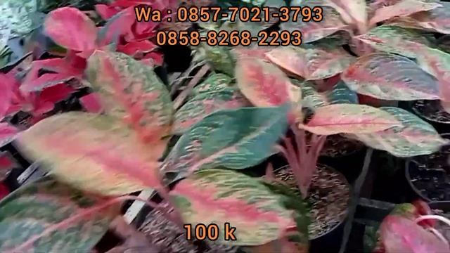 POKONYA MURAHNYA KEBANGETAN, HARGA MERAKYAT ,, ADA HARGA SUKA SUKA LOH !!! смотреть онлайн