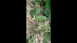 Пропал куст земляники. В чем дело?