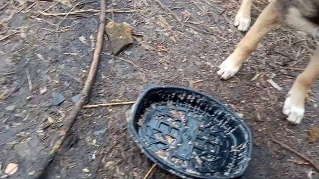 А у нас обед!!!Малышка и Чернусик смотреть онлайн