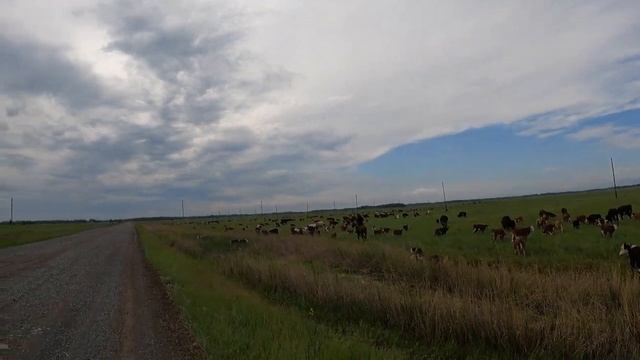 Эдильбаевская порода овец. смотреть онлайн