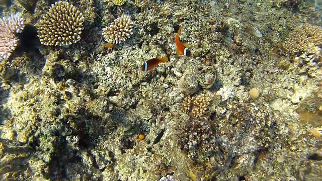 Clown fish, Fiji смотреть онлайн