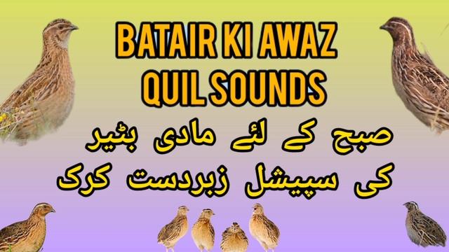 Madi Quail Kirk مادی بٹیر کی کرک صبح کے لئے بہترین آواز смотреть онлайн