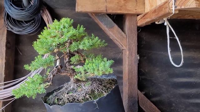 informal upright juniper procumbens nana's 3rd styling since nursery material 👍🏼 смотреть онлайн