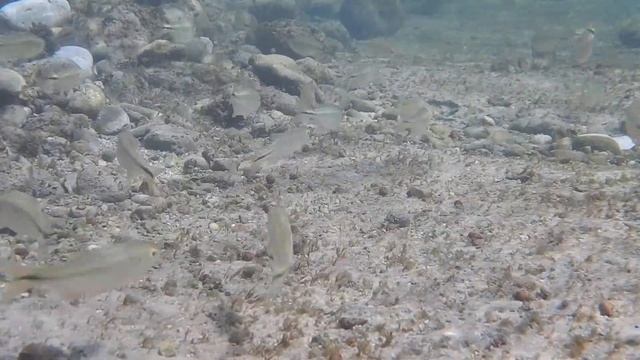 Texas tetra (Astyanax argentatus), Dolan Creek, Dolan Falls Preserve, Texas смотреть онлайн