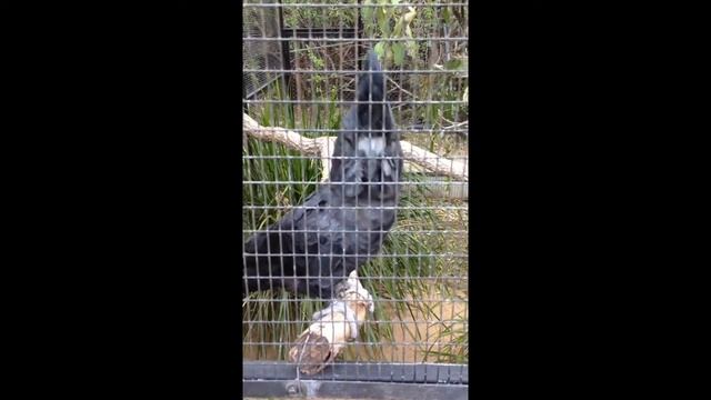 Black Cockatoo - Lone Pine Koala Sanctuary смотреть онлайн
