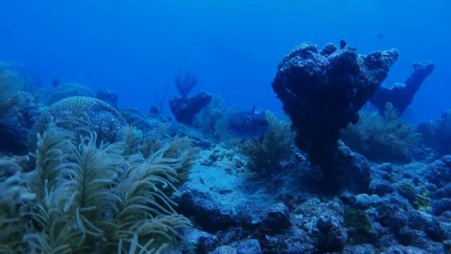Barracuda #2 смотреть онлайн