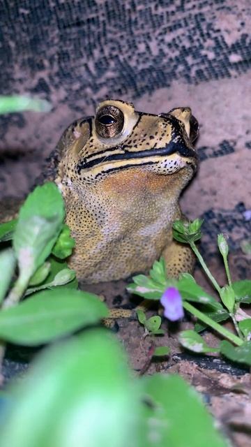 Funny sound of toad frog #wildlife #viral #animal #life #nature #sound #videos #frog #shorts #toad смотреть онлайн