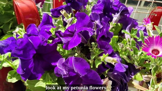 Care of ice plant | how to grow ice plant | flowering plants | Delosperma plant | Lampranthus смотреть онлайн