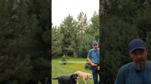 Алматы. Коррекция поведения собаки.