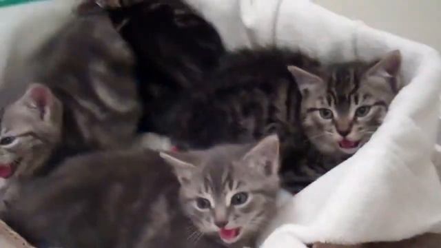 Все за одного! Котята дают отпор смотреть онлайн