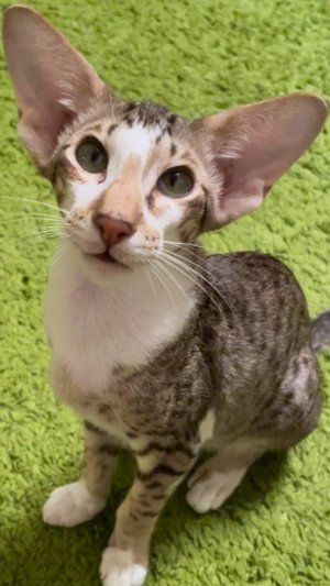 Ориентальный кот. Морфеус. Морфей. Морфуша.