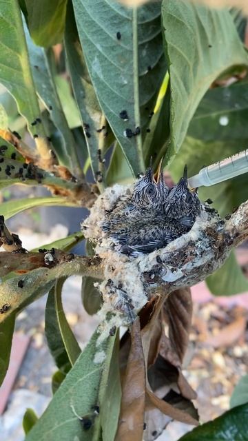 Feeding baby humming birds смотреть онлайн