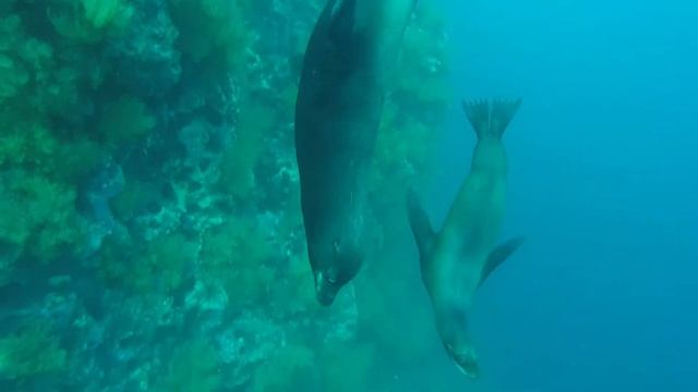 Galapagos - Seal-Chronized Diving. смотреть онлайн