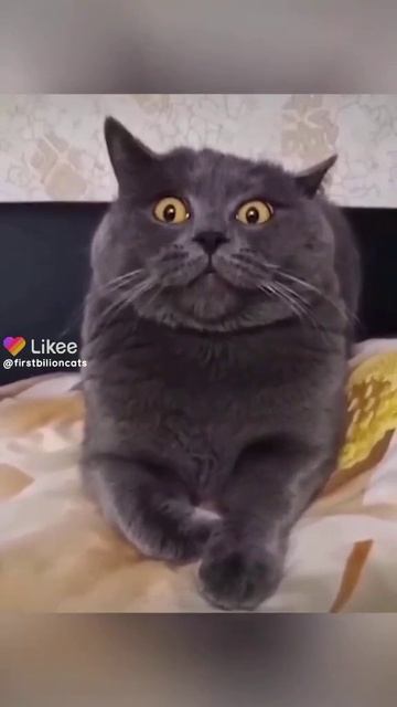 ПРИКОЛ С ЖИВОТНЫМИ! СМЕШНЫЕ КОТИКИ С ОЗВУЧКОЙ ДО СЛЁЗ! смотреть онлайн