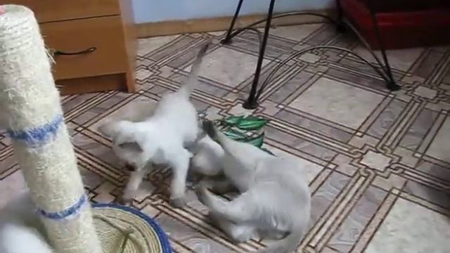 Тайские котята смотреть онлайн