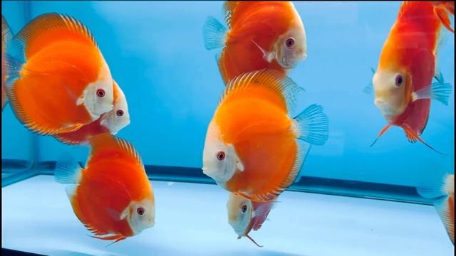 Royal Red Discus - Nov 2021 смотреть онлайн