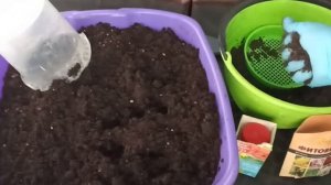 Посев индетерминантных томатов  на рассаду