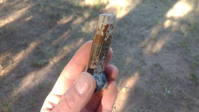 Baculite Fossil смотреть онлайн