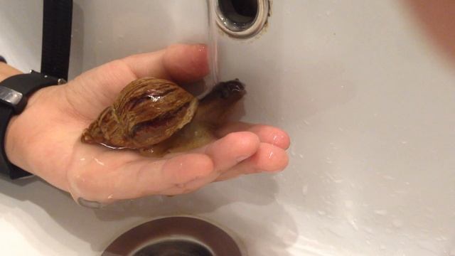 Как помыть улитку смотреть онлайн