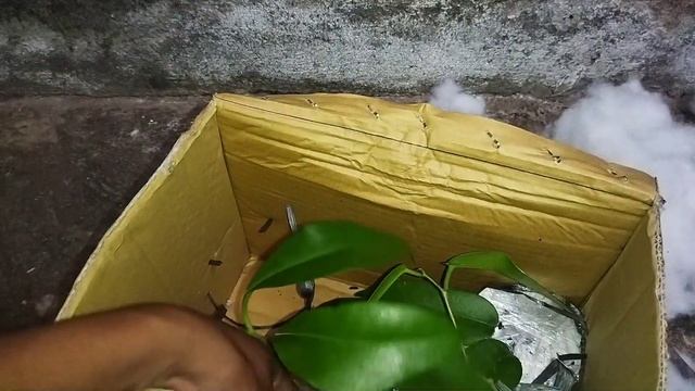 UNBOXING PAKETAN HOYA ASAL PAPUA (BUNGA BESAR) смотреть онлайн