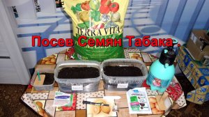Посев семян Табака на рассаду.