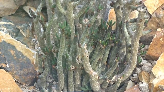 Tylecodon buchholzianus (Schuldt & Stephens) Toelken смотреть онлайн