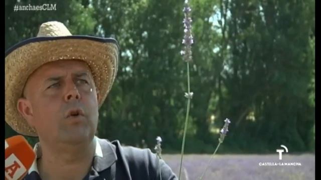 ¿Cómo se recoge la lavanda? смотреть онлайн