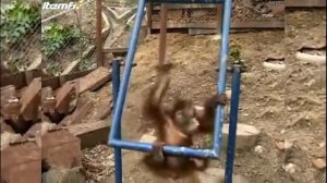 Обезьянка плакает от боли как ребенок.