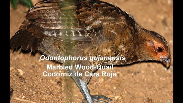 Marbled Wood Quail смотреть онлайн