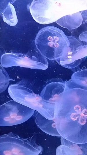 Москвариум