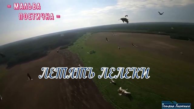 Летять лелеки. ⒸТетяна Хоменко. смотреть онлайн