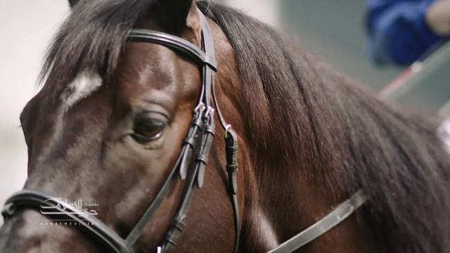 Dubai World Cup 2017 Promo смотреть онлайн