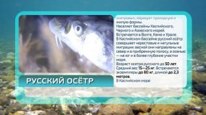 Рыбы Каспийского моря. Осетровые.