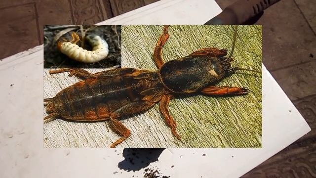 Гнездо МЕДВЕДКИ. Как Выглядит с потомством. Операция по выселению с огорода смотреть онлайн