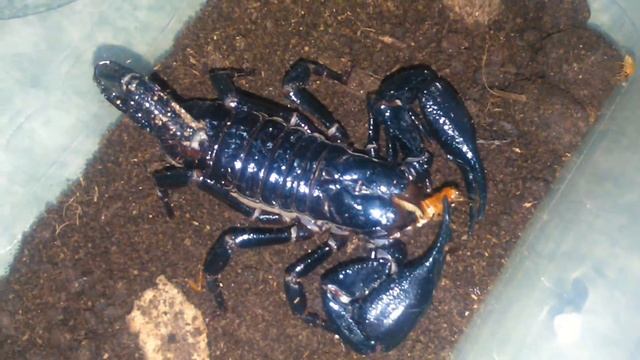 Heterometrus Longimanus Scorpion смотреть онлайн
