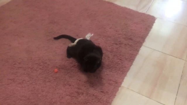 Спинальник очень любит играть смотреть онлайн