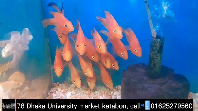 How to make a Natural plants tank|salt water fish tank price|aquarium fish price in Bangladesh|fish смотреть онлайн