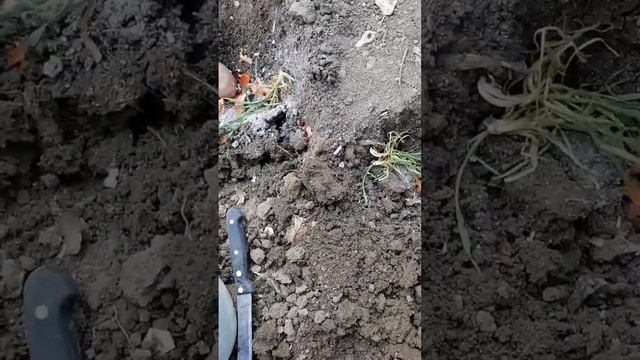 Посадка картофеля смотреть онлайн