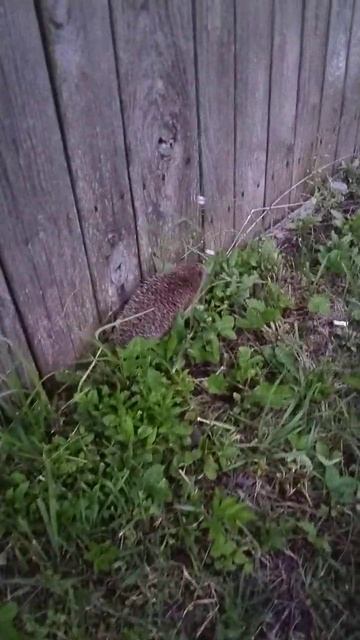 Шустрый Ёжик! смотреть онлайн