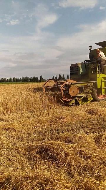 Пшеница 2022,комбайн Claas Cosmos смотреть онлайн