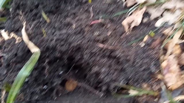 ЛЕСНОЙ КОП ПОТЕРЯШЕК СТАРООСКОЛЬСКИЙ РАЙОН МАРТ 2024 Г смотреть онлайн