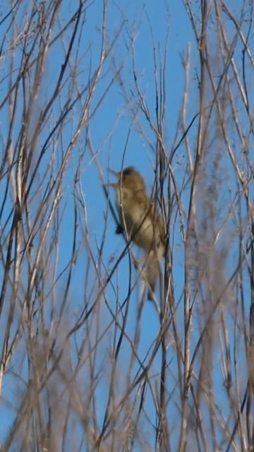 Soo-roolind Acrocephalus palustris; Marsh Warbler - Eesti linnud смотреть онлайн