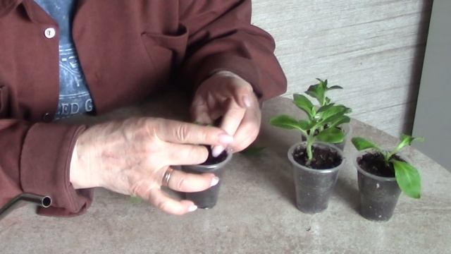 Успейте начеренковать петунию. смотреть онлайн