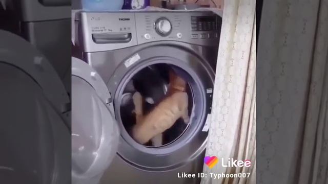 Walk Of Pride #5 | beautiful Naughty cat Video |Funny Cat| #catMemes #Catlover смотреть онлайн