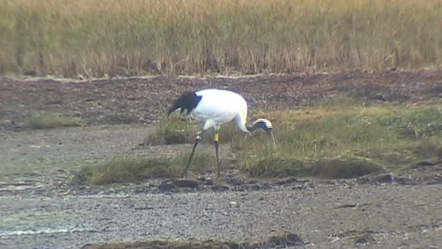 ПТИЦЫ_Журавли японские