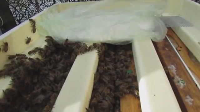 подкормка приготовленным канди зимующего на воле отводка , 19.02.2025 смотреть онлайн