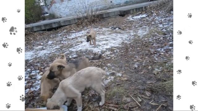 щенки в ММС смотреть онлайн