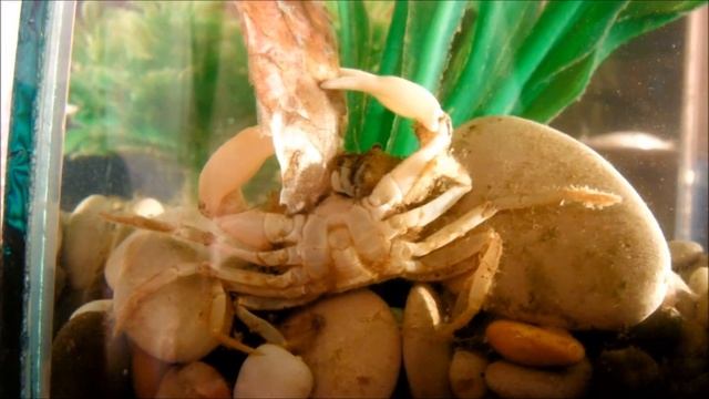 Крабы Саша и Маша смотреть онлайн